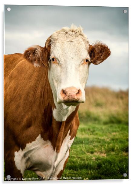Cow moody portrait Acrylic by Lee Kershaw