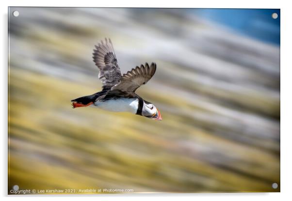 High speed dive Puffin Farne Islands Acrylic by Lee Kershaw
