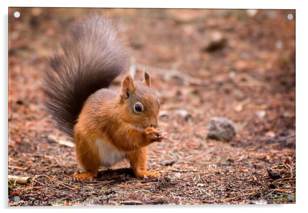 Red Squirrel enjoying a Hazelnut Acrylic by Lee Kershaw