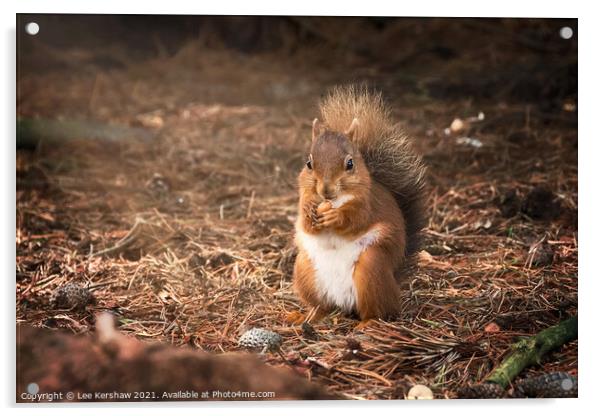 Eating Northumbrian red squirrel Acrylic by Lee Kershaw