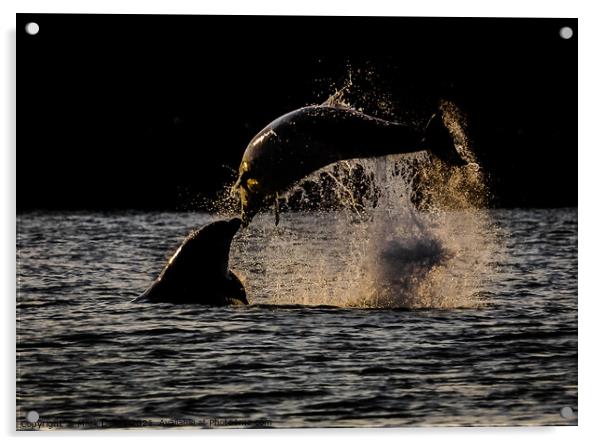 sunset dolphin kiss  Acrylic by Mark Deans