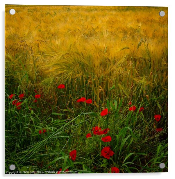 Poppies along the field edge. Acrylic by Chris Rose