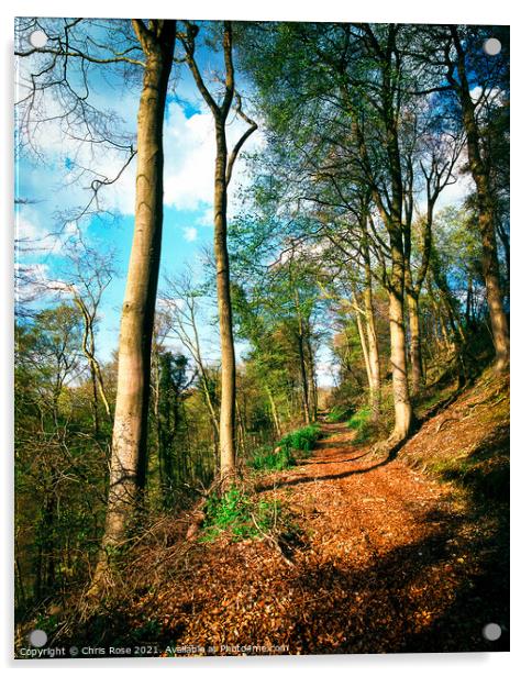 Hillside woodland footpath Acrylic by Chris Rose