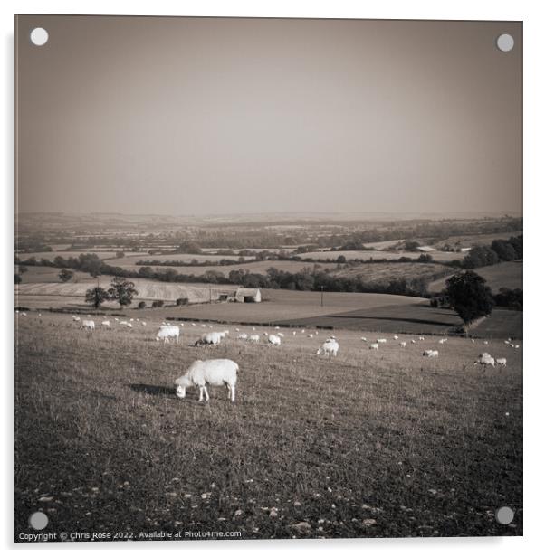 Sheep in the Cotswold landscape Acrylic by Chris Rose