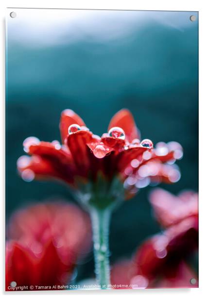 Raindrops on Red Flower Acrylic by Tamara Al Bahri