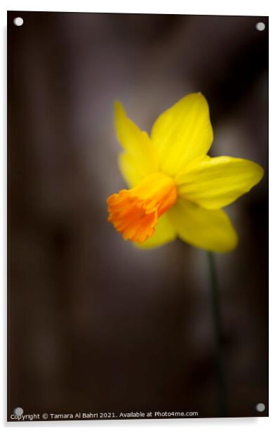 Yellow Daffodil Flower Acrylic by Tamara Al Bahri