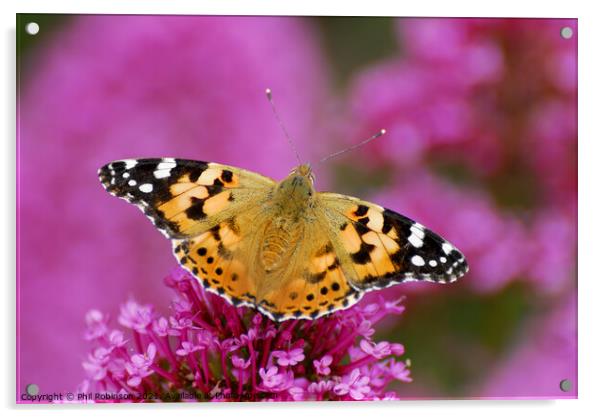 Painted Lady Butterfly Acrylic by Phil Robinson