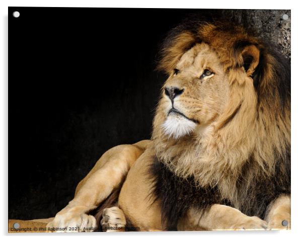 Lion, Amsterdam Zoo Acrylic by Phil Robinson