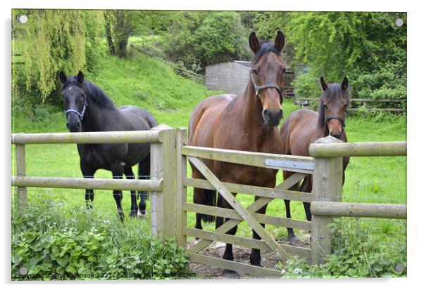 Three Horses Acrylic by Phil Robinson