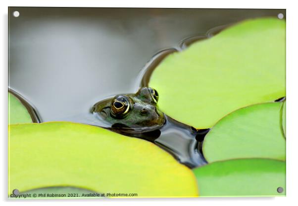 Pool Frog (in a pool) Acrylic by Phil Robinson