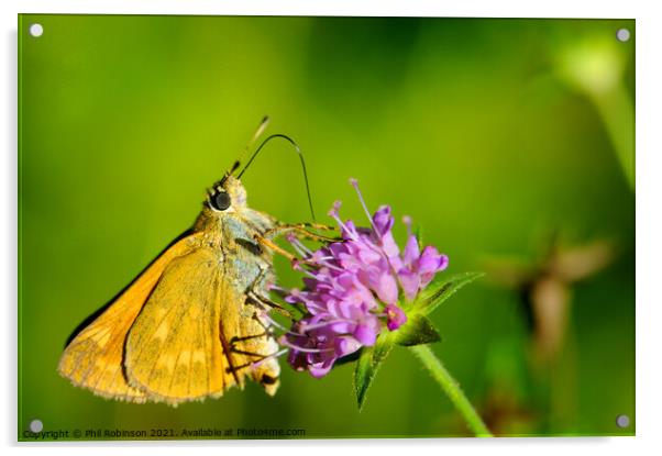 Large Skipper Butterfly Acrylic by Phil Robinson