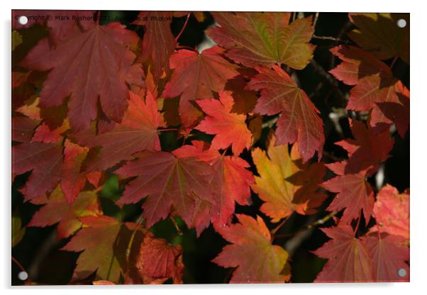 Autumn Maple Leaves Acrylic by Mark Rosher