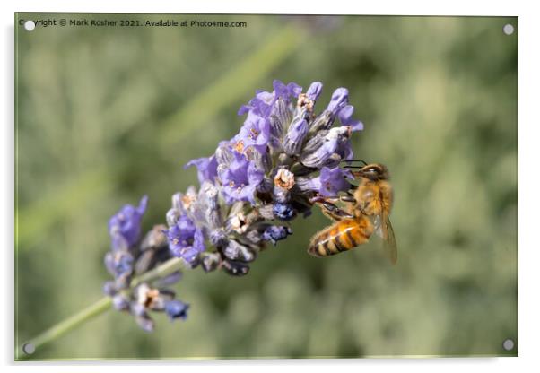 Honey Bee on Lavender Acrylic by Mark Rosher