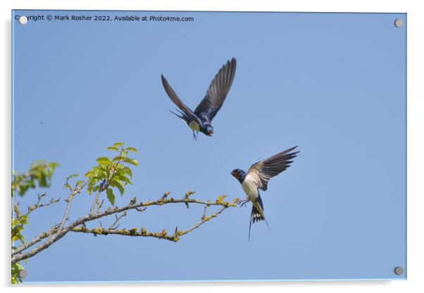 Playful Swallows Acrylic by Mark Rosher