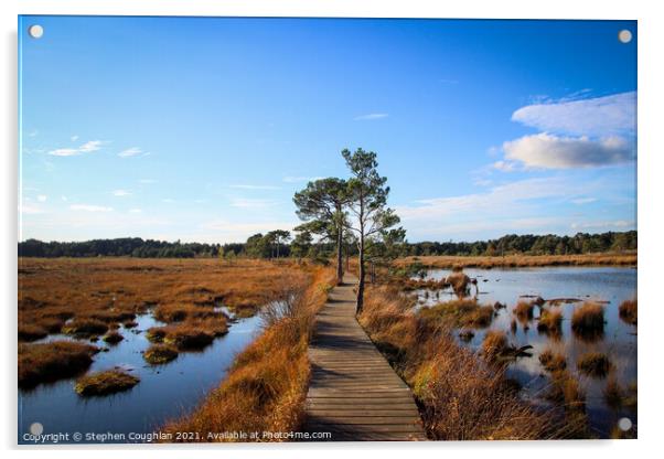 Thursley Nature Reserve Acrylic by Stephen Coughlan