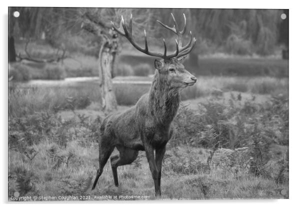 Bushy Park Deer Acrylic by Stephen Coughlan