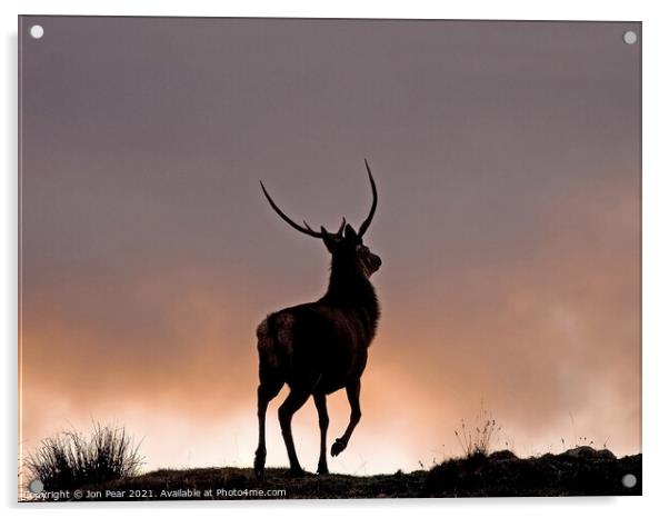 Red Stag at Sunset Acrylic by Jon Pear