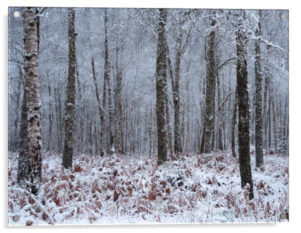 Narnia  Acrylic by Jon Pear