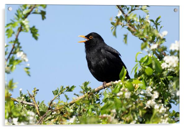 Blackbird Singing Acrylic by Jon Pear