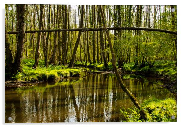 Forest reflections... Acrylic by Elzbieta Sosnowski