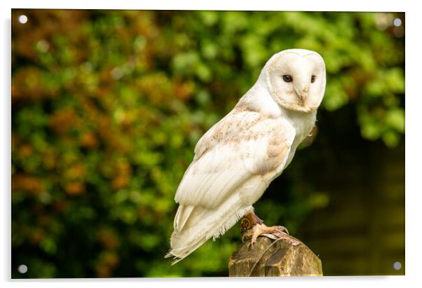 Owl...maybe not wild, but still beautiful... Acrylic by Elzbieta Sosnowski