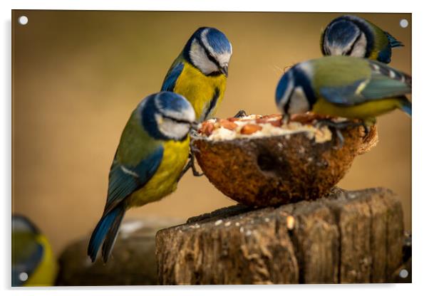 Birds Lunch.. Acrylic by Elzbieta Sosnowski