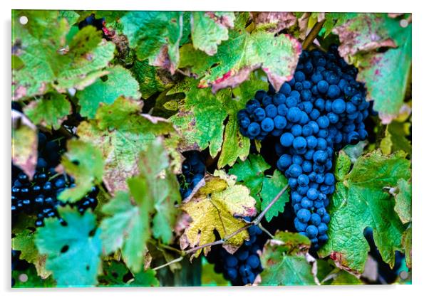 Cabernet Sauvignon Grapes Acrylic by Gerry Walden LRPS