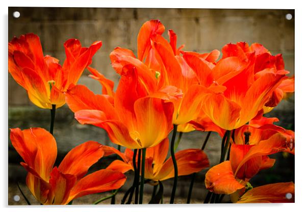 Orange Tulips Acrylic by Gerry Walden LRPS