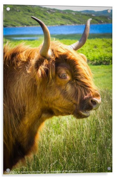 Highland Cattle Acrylic by Simon Connellan