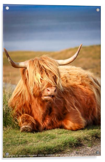 Highland Cattle, Skye Acrylic by Simon Connellan