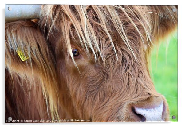 Highland Cattle, Skye Acrylic by Simon Connellan