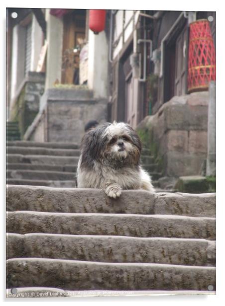 A cute dog on steps Acrylic by David Leahy