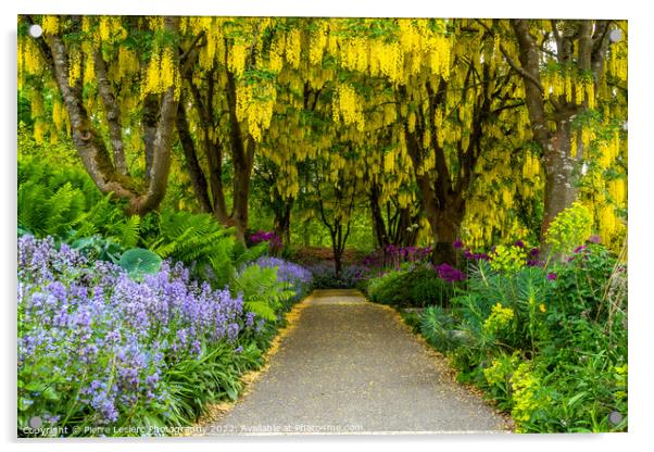 Gold chain flowers at VanDusen Botanical Garden Acrylic by Pierre Leclerc Photography