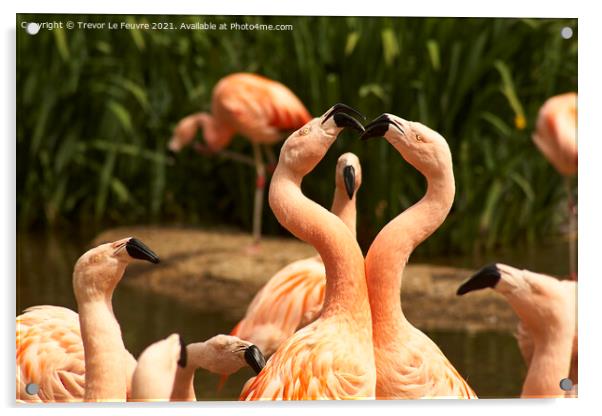 Flamingo Peek a Boo Acrylic by Trevor Le Feuvre