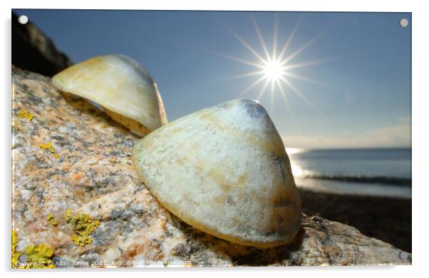 Shells Acrylic by Allan Jones