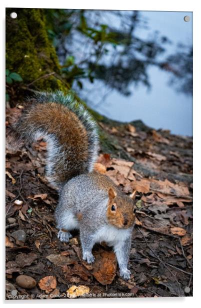 Grey Squirrel | Kelsey Park | Beckenham Acrylic by Adam Cooke