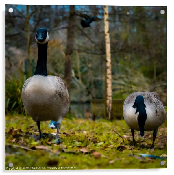 Two Canada Geese | Kelsey Park | Beckenham Acrylic by Adam Cooke