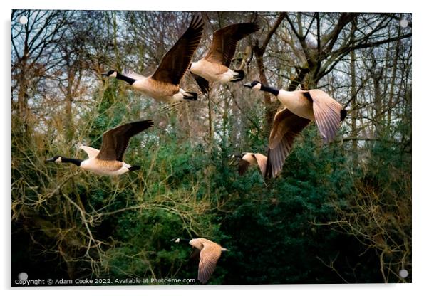 Canada Geese Flying | Kelsey Park | Beckenham Acrylic by Adam Cooke