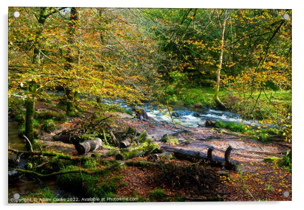 Golitha Falls | Bodmin Moor | Cornwall Acrylic by Adam Cooke