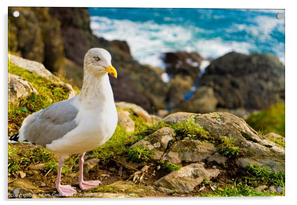 Seagull | Polperro | Cornwall Acrylic by Adam Cooke