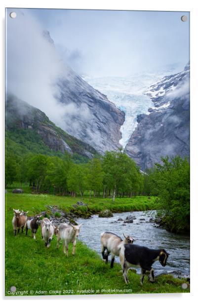 Goats | Briksdalsbreen Glacier | Stryn | Olden | Norway Acrylic by Adam Cooke