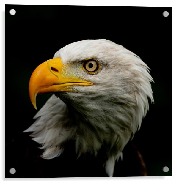 Bold Eagle's Intimate Portrait Acrylic by Arnie Livingston