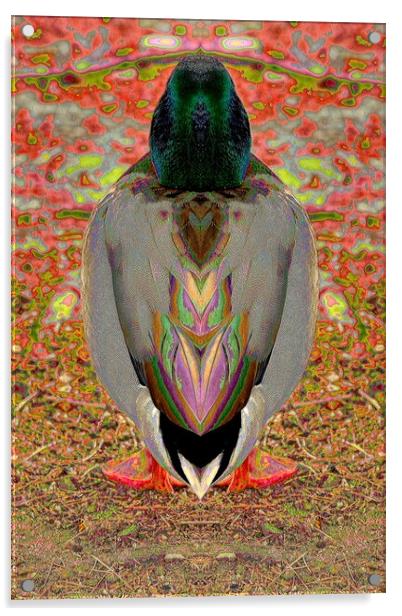 Duck Acrylic by Tony Mumolo