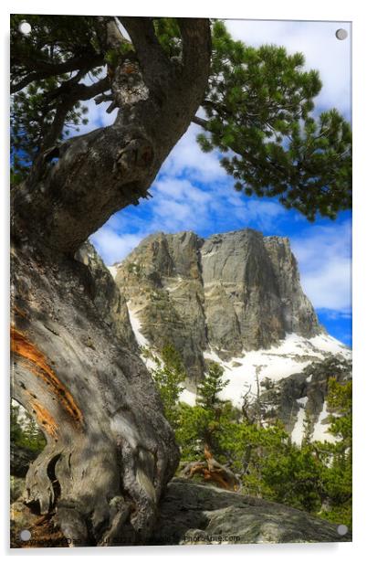 Hallett Peak Colorado Acrylic by Dan Sproul