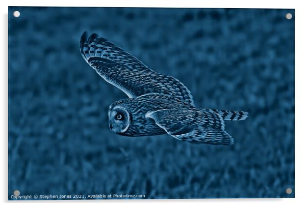Night Owl Acrylic by Ste Jones