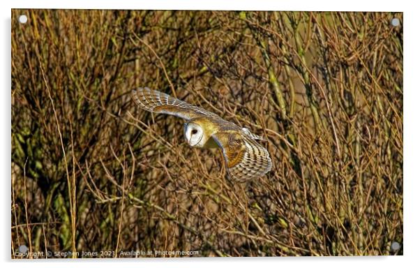 Barn Owl inlow flight Acrylic by Ste Jones