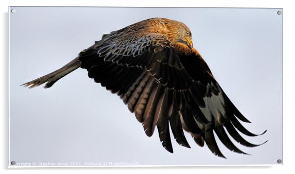 Red Kite In Flight  Acrylic by Ste Jones