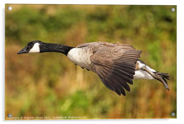 Canada Goose Low Pass Acrylic by Ste Jones