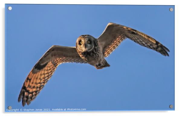 Short Eared Owl In Flight Acrylic by Ste Jones