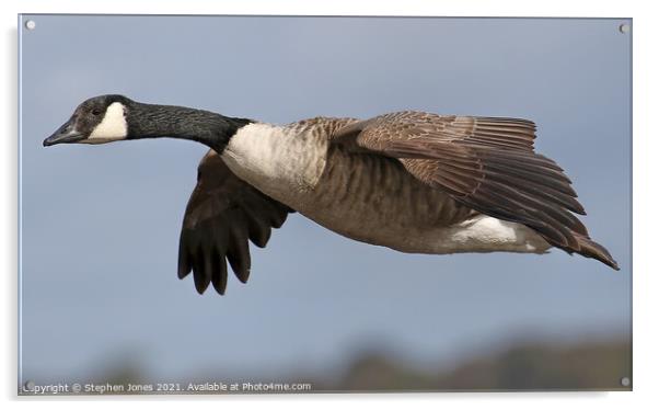 Canada Goose In Flight Acrylic by Ste Jones